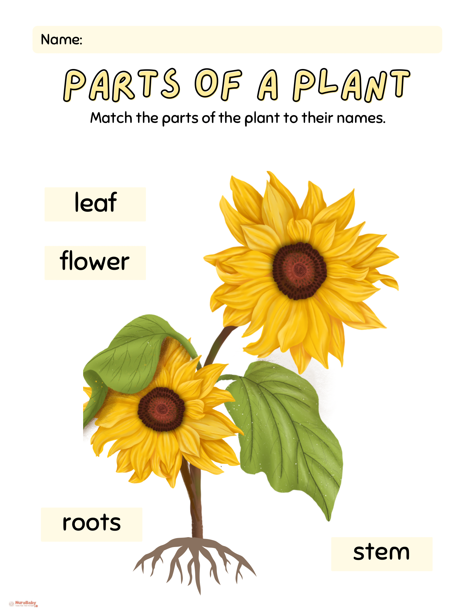 🌻 Fun & Easy Learning: Teach Kids the Parts of a Plant with This Free Worksheet!