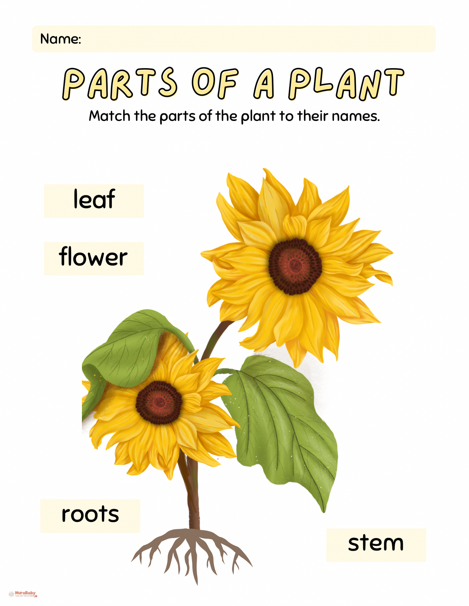 🌻 Fun &amp; Easy Learning: Teach Kids the Parts of a Plant with This Free Worksheet!