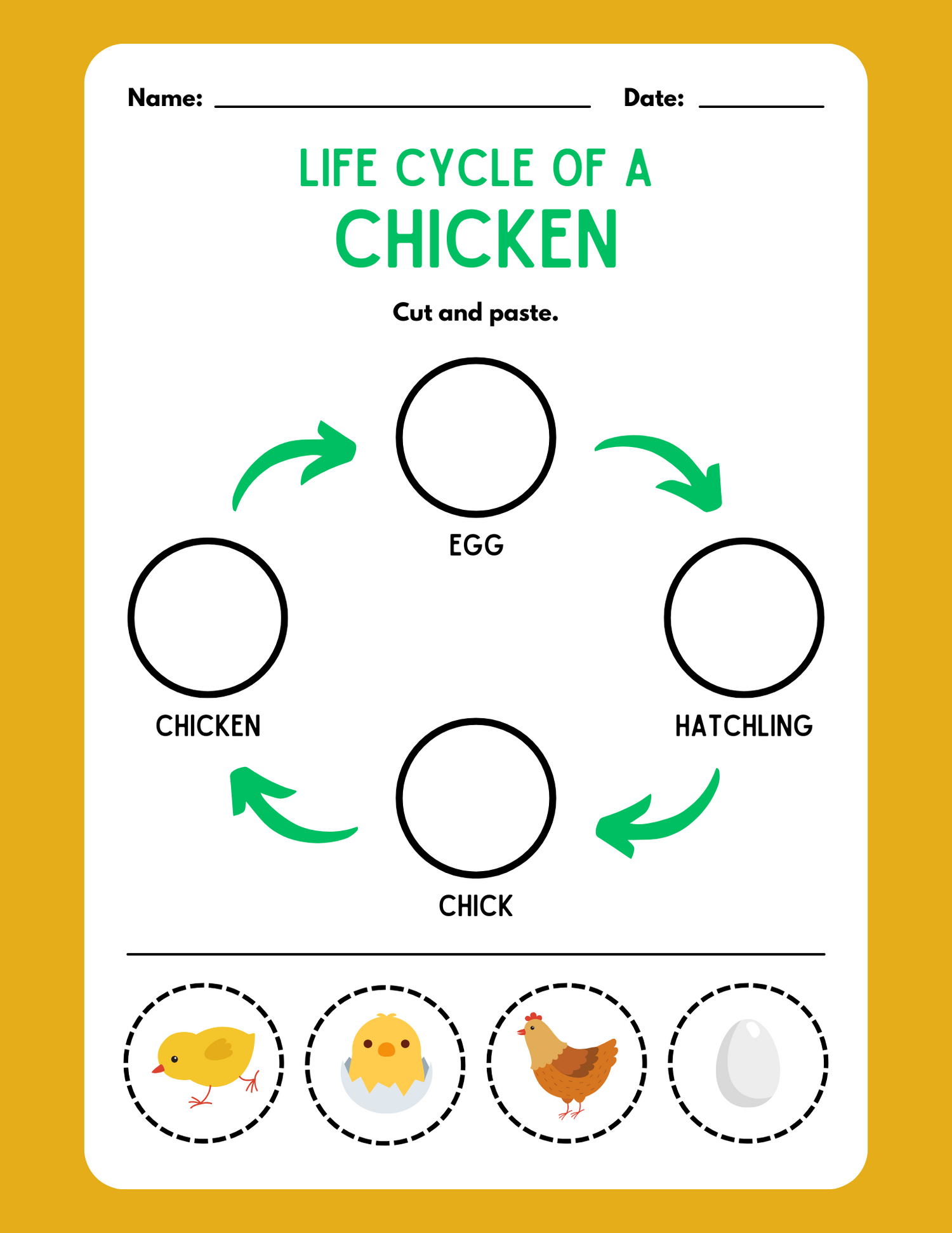 Cut and Paste: The Life Cycle of a Chicken Activity 🐣🐓