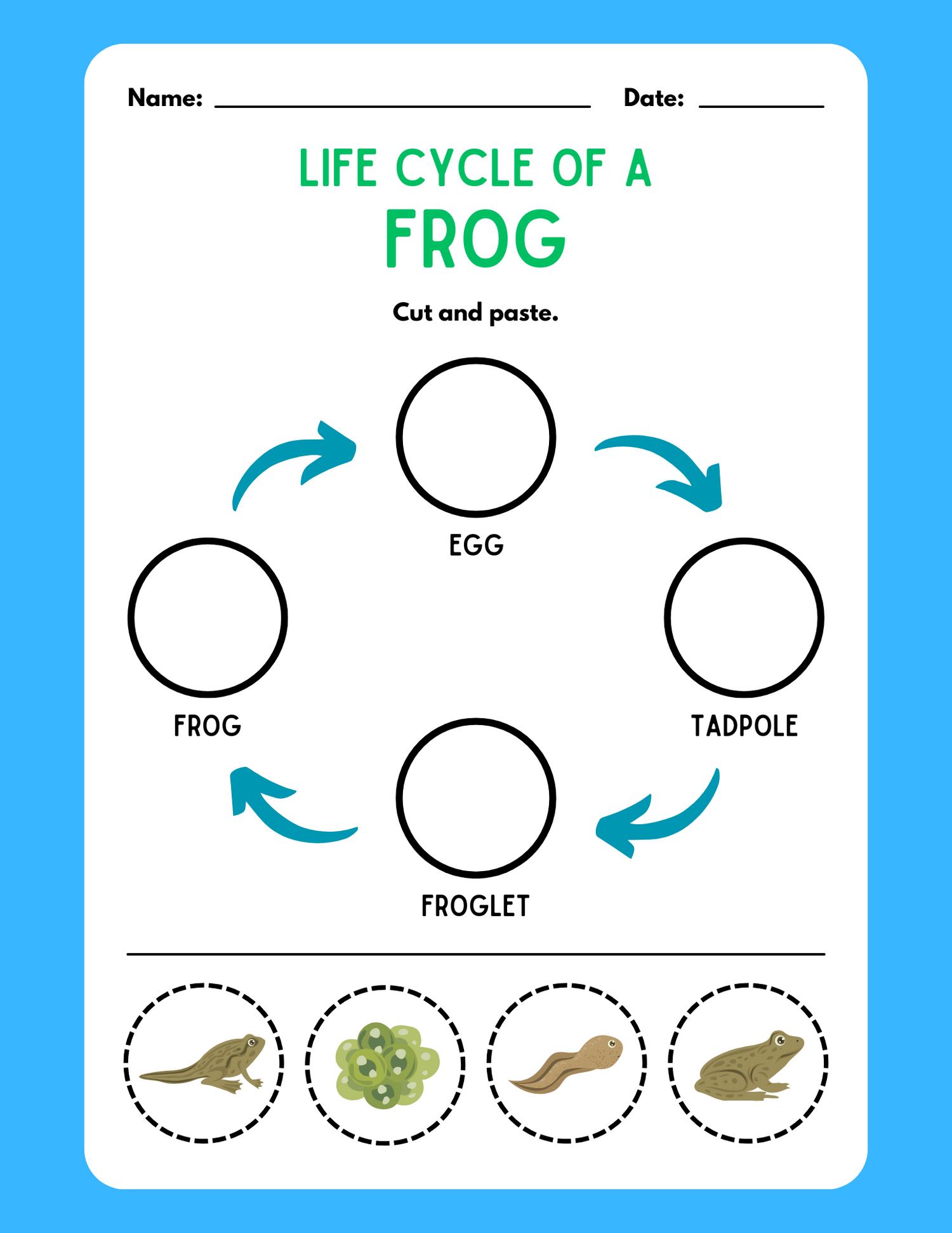 Cut and Paste: The Life Cycle of a Frog 🐸