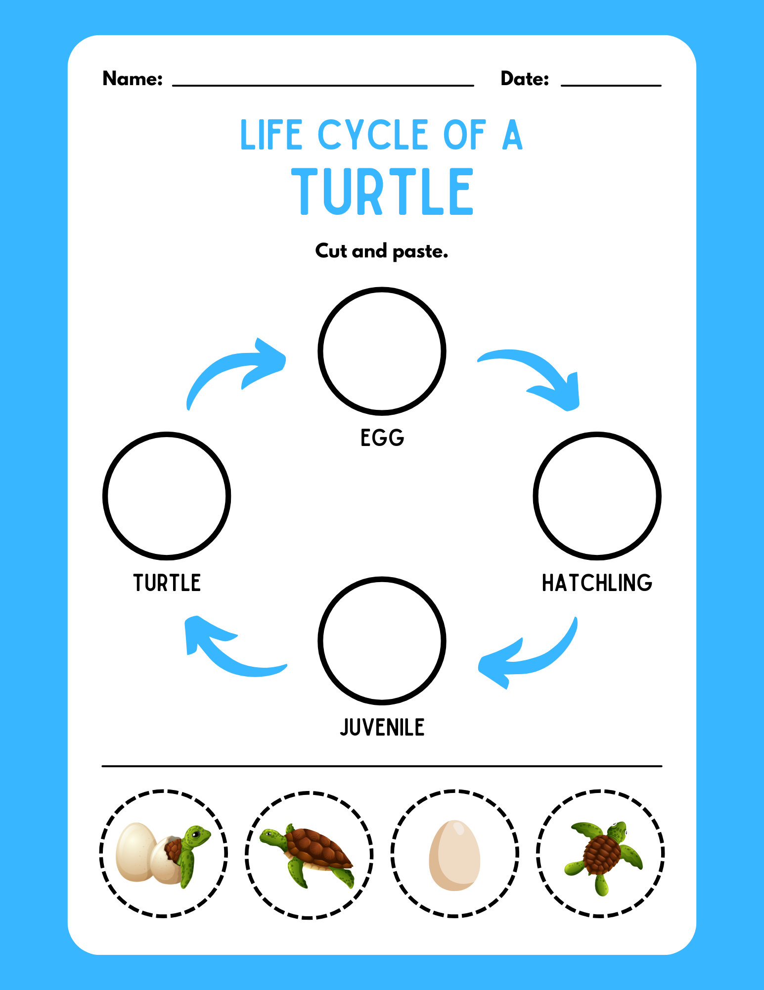 The Life Cycle of a Turtle 🐢